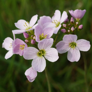 Сердечник луговой (Cardamine pratensis)