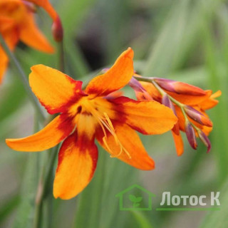 Крокосмия 'Emily Mckenzie' (Crocosmia 'Emily McKenzie')