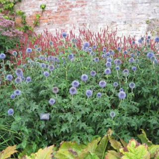 Мордовник 'Blue globe' (Echinops bannaticus  'Blue Globe')