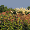 Лабазник красный 'Venusta Magnifica' (Filipendula rubra 'Venusta Magnifica')
