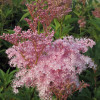 Лабазник красный 'Venusta Magnifica' (Filipendula rubra 'Venusta Magnifica')