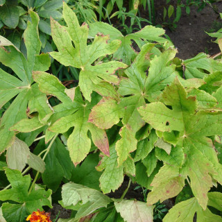 Подофилл щитовидный 'Hexandrum' (Podophyllum 'Hexandrum')