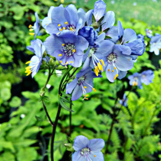 Синюха 'Bressingham Purple' (Polemonium c. 'Bressingham Purple')