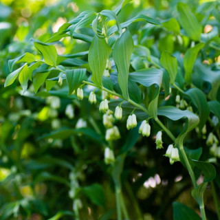 Купена переменчивая  (Polygonatum commutatum)