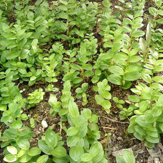 Купена низкая (Polygonatum humile)