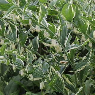 Купена гибридная 'Striatum' (Polygonatum hyb. 'Striatum')