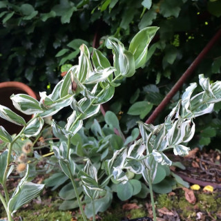 Купена гибридная 'Striatum' (Polygonatum hyb. 'Striatum')