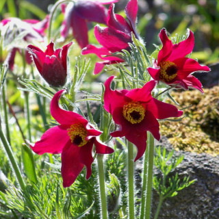 Прострел обыкновеный  'Rubra' (Pulsatilla vulgaris 'Rubra')