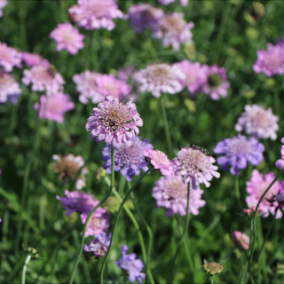 Скабіоза 'Pink Mist' (Scabiosa col. 'Pink Mist')