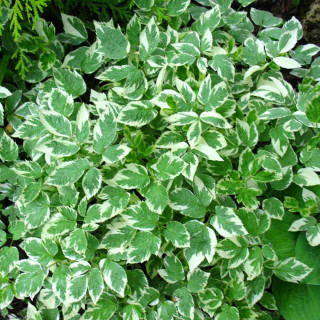 Сныть (Aegopodium podagraria 'Variegata')