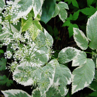 Сныть (Aegopodium podagraria 'Variegata')
