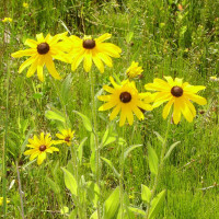 Рудбекія (Rudbeckia)