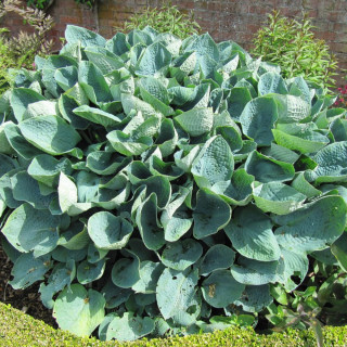 Хоста 'Big Daddy' (Hosta 'Big Daddy')