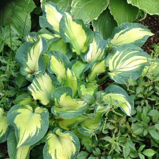 Хоста 'Golden Meadows' (Hosta 'Golden Meadows')