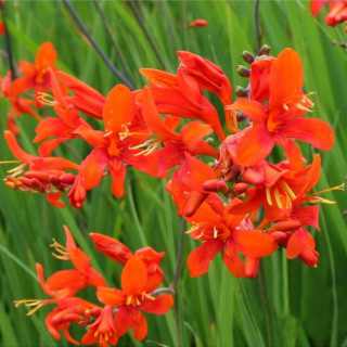 Крокосмия 'Emberglow' (Crocosmia 'Emberglow')