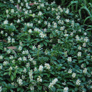 Пахизандра 'Green Sheen' (Pachysandra ter. 'Green Sheen')