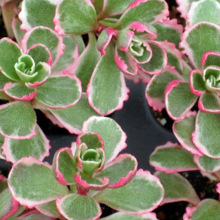 Седум/Очиток ложный 'Tricolor' (Sedum spurium 'Tricolor')