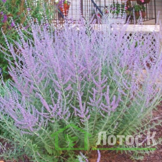 Перовския 'Russian Sage' (Perovskia 'Russian Sage')