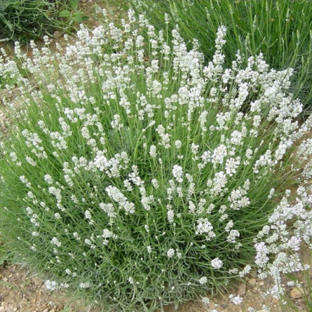 Лаванда 'Arctic Snow' (Lavandula ang. 'Arctic Snow')