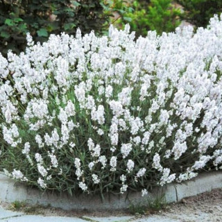 Лаванда 'Arctic Snow' (Lavandula ang. 'Arctic Snow')