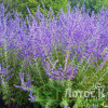 Перовския 'Crazy Blue' (Perovskia 'Crazy Blue')