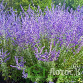 Перовския 'Crazy Blue' (Perovskia 'Crazy Blue')