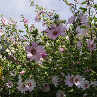 Лаватера 'Barnsley Baby' (Lavatera 'Barnsley Baby')