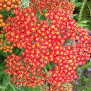 Тысячелистник гибридный 'Feuerland' (Achillea 'Feuerland')