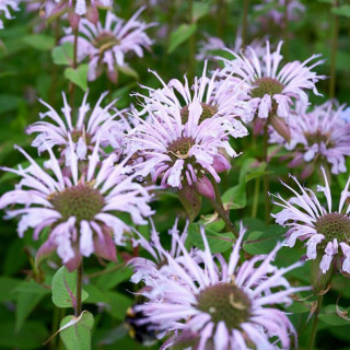  Монарда 'Neon' (Monarda 'Neon')