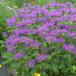 Монарда 'Prarienacht' (Monarda 'Prarienacht')