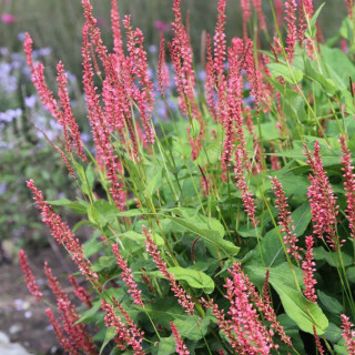 Горец свечевидный 'Orange Field' (Persicaria amplex.'Orange Field')