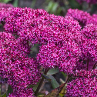 Седум/Очиток 'Mr. Goodbud' (Sedum 'Mr. Goodbud')