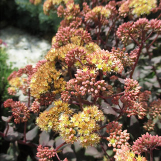 Седум/Очиток 'Yellow Xenox'  (Sedum 'Yellow Xenox')