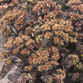 Седум/Очиток 'Yellow Xenox'  (Sedum 'Yellow Xenox')