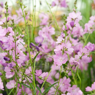 Сидальция 'Rose Bouquet' (Sidalcea  'Rose Bouquet')