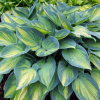 Хоста 'June' (Hosta 'June')