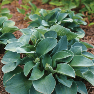 Хоста 'Blue mouse ears' (Hosta 'Blue Mouse Ears')