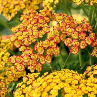 Тысячелистник 'Tricolor' (Achillea mil. 'Tricolor')