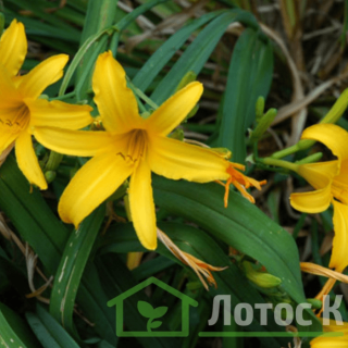 Лилейник видовой (Hemerocallis)