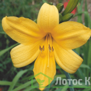 Лилейник видовой (Hemerocallis)
