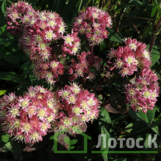 Седум/Очиток 'Strawberries and Cream' (Sedum 'Strawberries and Cream')
