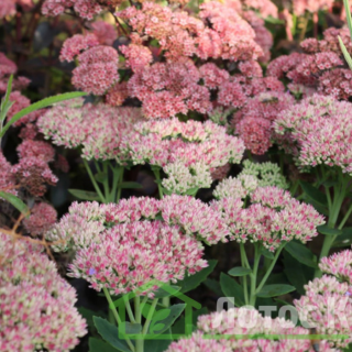 Седум/Очиток 'Strawberries and Cream' (Sedum 'Strawberries and Cream')