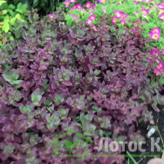 Очиток 'Sunsparkler Firecracker' (Sedum 'Sunsparkler Firecracker')