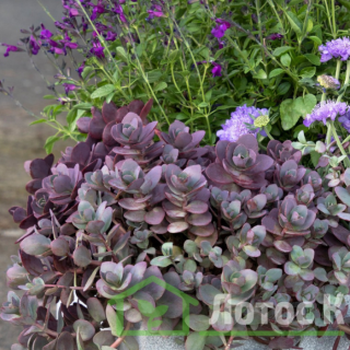Очиток 'Sunsparkler Firecracker' (Sedum 'Sunsparkler Firecracker')