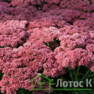 Седум/Очиток садовый 'Herbstfreude' (Sedum 'Herbstfreude')