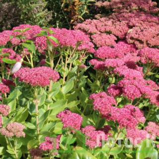 Седум/Очиток садовый 'Herbstfreude' (Sedum 'Herbstfreude')