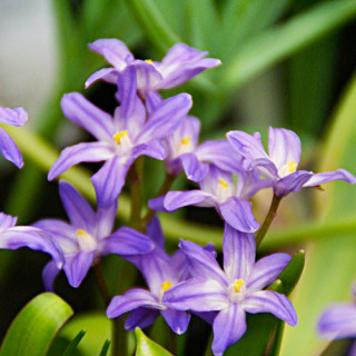  Хіонодокса Люцілії "Violet Beauty" (Chionodoxa luciliae "Violet Beauty")