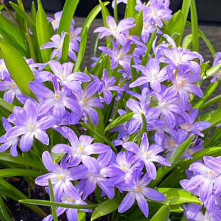  Хіонодокса Люцілії "Violet Beauty" (Chionodoxa luciliae "Violet Beauty")