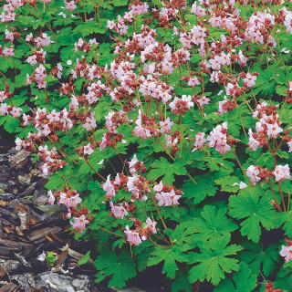 Герань крупнокорневищная 'Ingwersen's Var.'(Geranium macr. 'Ingwersen's Var.')