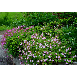 Герань крупнокорневищная 'Ingwersen's Var.'(Geranium macr. 'Ingwersen's Var.')